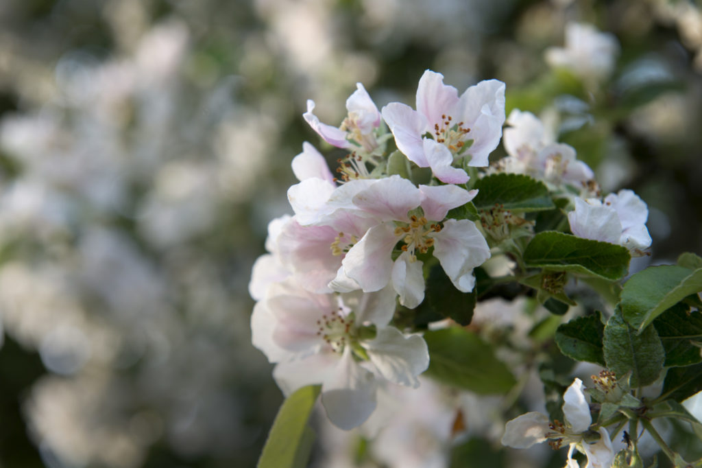 Æbletræ i blomst