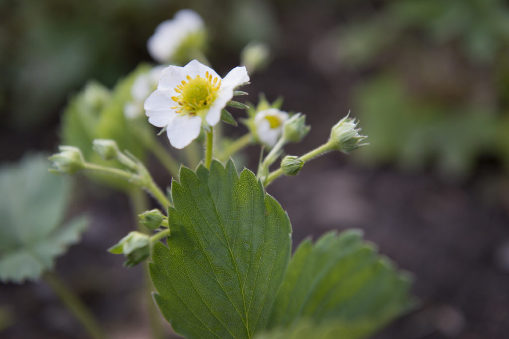 Jordbær i blomst
