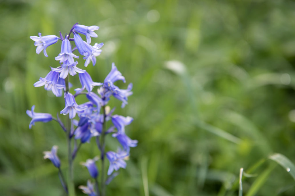 Lilla blomst
