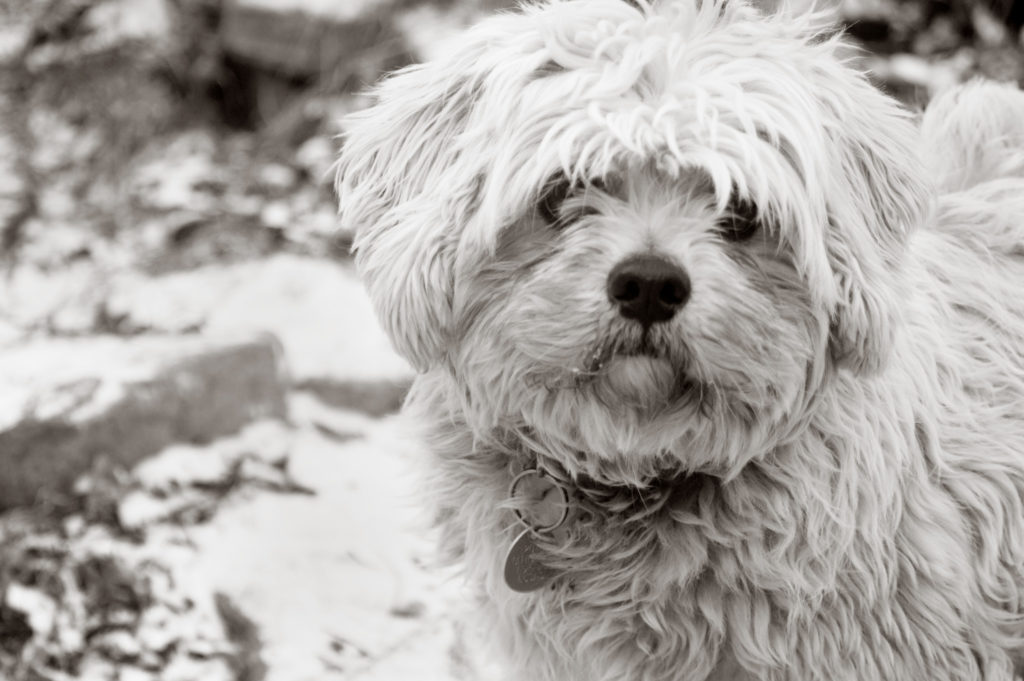 Lille hund