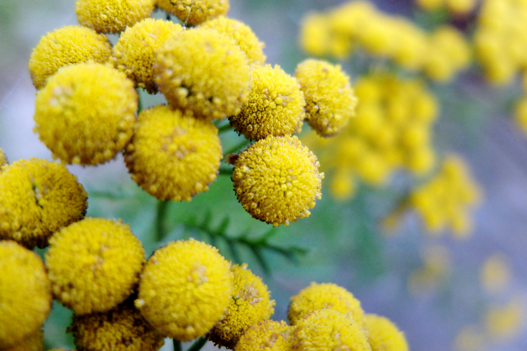 Blomster